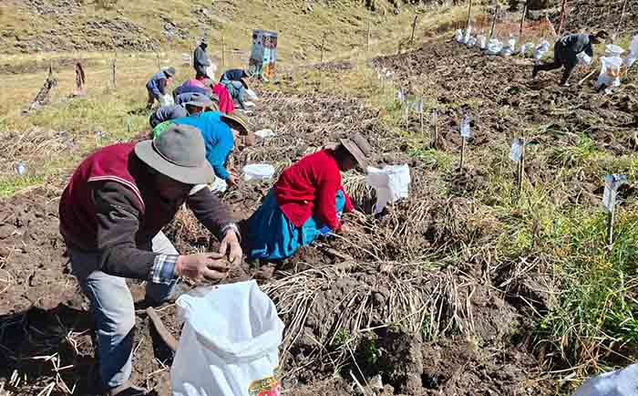 INIA cosecha más de 9 mil semillas de papa nativa de alto valor para mejorar calidad del tubérculo